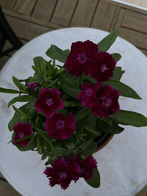 Floral Essence